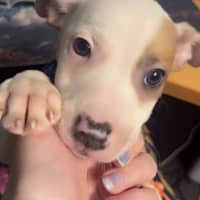 Photo of Miguel   11 Week Old Staffy X Kelpie