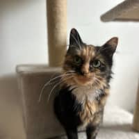Photo of Honey