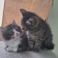 Photo of Lorrie *9 Lives Project Rescue*