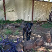 Photo of Blossom