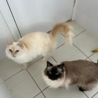 Photo of Bobby & Brown *9 Lives Project Rescue*