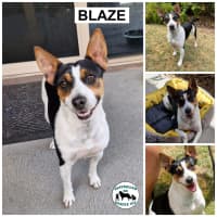 Photo of Blaze 