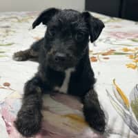 Photo of Millie ❤️🌞