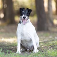 Photo of Cookie