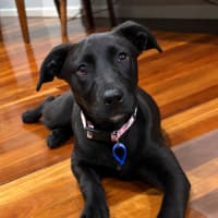 Photo of Hope   5 Month Old Mixed Breed
