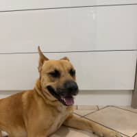 Photo of Bucky   1 Year Old German Shepherd X