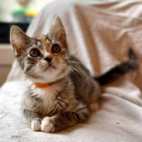 Photo of Sundae   In Foster Care In Bentleigh East