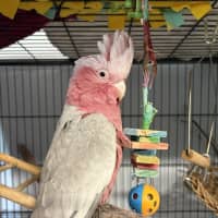 Photo of Karri