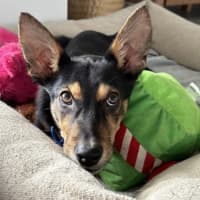 Photo of Midge