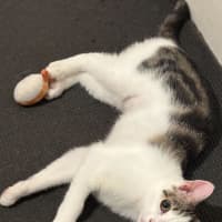 Photo of Marshmallow