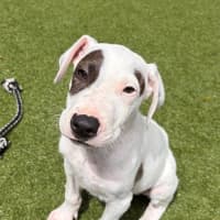 Photo of D1273 Patch