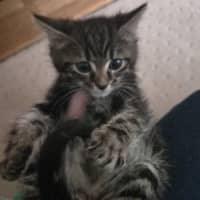 Photo of Tiger