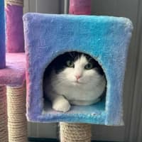 Photo of Patch