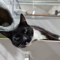Photo of Felix