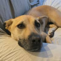 Photo of Mia   2 Year Old Kelpie X