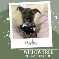 Photo of Herbie