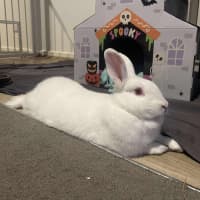 Photo of Happy Gizmo