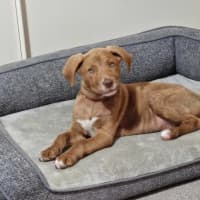 Photo of Archie