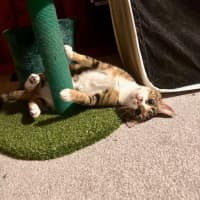 Photo of Moe   Located In Brunswick West