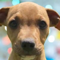 Photo of Walter ~ Staffy X Beagle Puppy