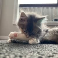 Photo of Milli