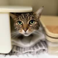 Photo of 🍨 Kitty 6771 🍨