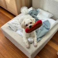 Photo of Izzy