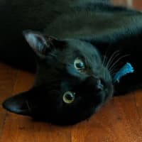 Photo of Uno