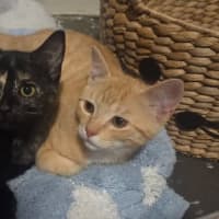 Photo of Maple / Leo