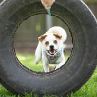 Photo of Simba