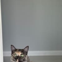 Photo of Dash
