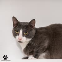 Photo of Buttercup