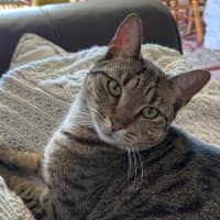 Photo of Archie