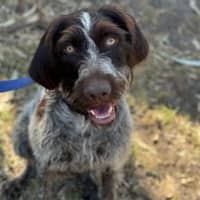 Photo of Shaggy
