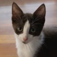 Photo of Moxie
