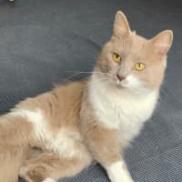 Photo of Bodhi 🦁🥰💙