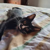 Photo of Shelby