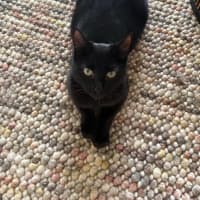Photo of Cleo