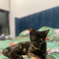 Photo of Shadow