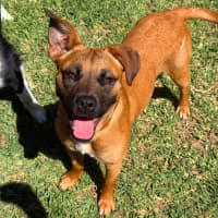 Photo of Aubrey   6 Month Old Mixed Breed