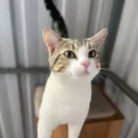 Photo of Giovanni   Now At Rutherford Pet Quarters