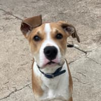 Photo of Basil