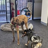 Photo of Richie The Greyhound 