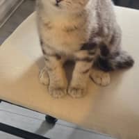 Photo of Blueberry