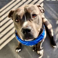 Photo of Ace