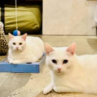 Photo of Antoinette And Angelique