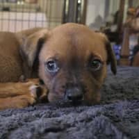 Photo of Amadeus