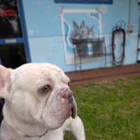 Photo of Peanut