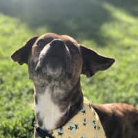 Photo of Bear