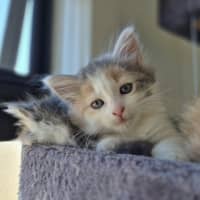 Photo of Bella (Was Cali Girl)